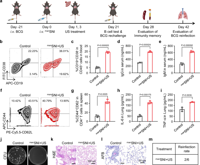 Fig. 8: manSNI-mediated sono-immunotherapy prevents exogenous reinfection.