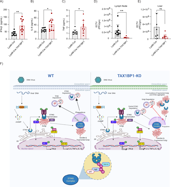 Fig. 10: Tax1bp1fl/flLysM-Cre mice exhibit heightened STING-dependent inflammatory responses.