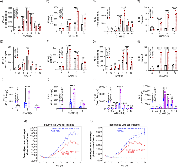 Fig. 1: TAX1BP1 inhibits cGAS-STING-induced type I IFN and IL-6.