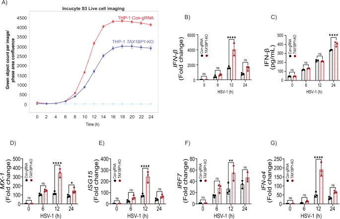 Fig. 2: TAX1BP1 knockout provides resistance to HSV-1 infection in vitro.