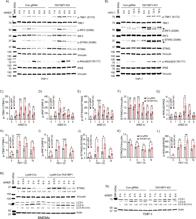 Fig. 3: TAX1BP1-knockout macrophages have enhanced STING signaling.