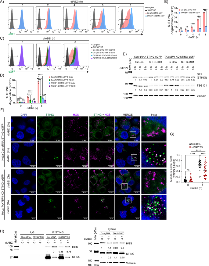 Fig. 4: TAX1BP1 regulates STING degradation by microautophagy.