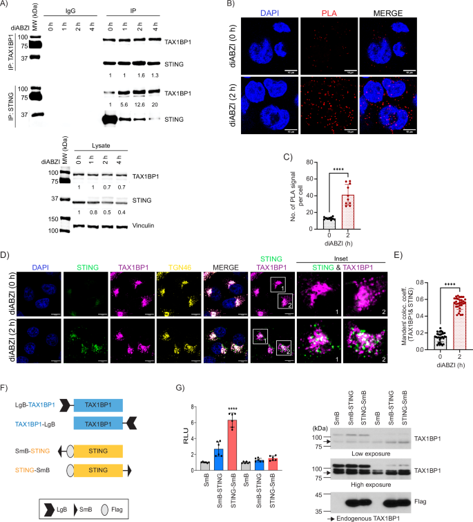 Fig. 5: TAX1BP1 interacts with STING.
