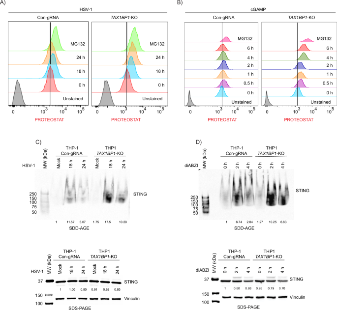 Fig. 7: TAX1BP1 clears STING aggregates.