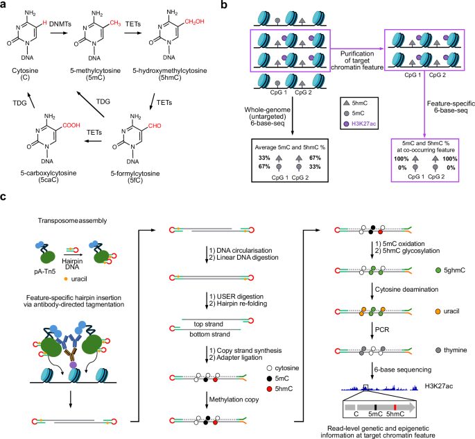 Fig. 1: 6-base-CUT&Tag conceptualisation.