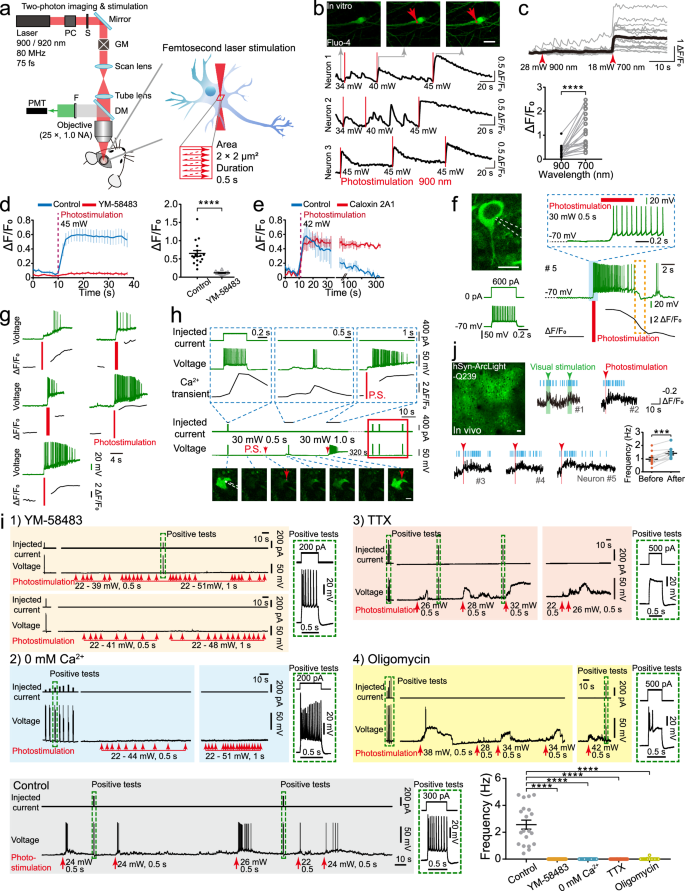 Fig. 1: The all-optical photostimulation activates the action potentials of individual neurons.