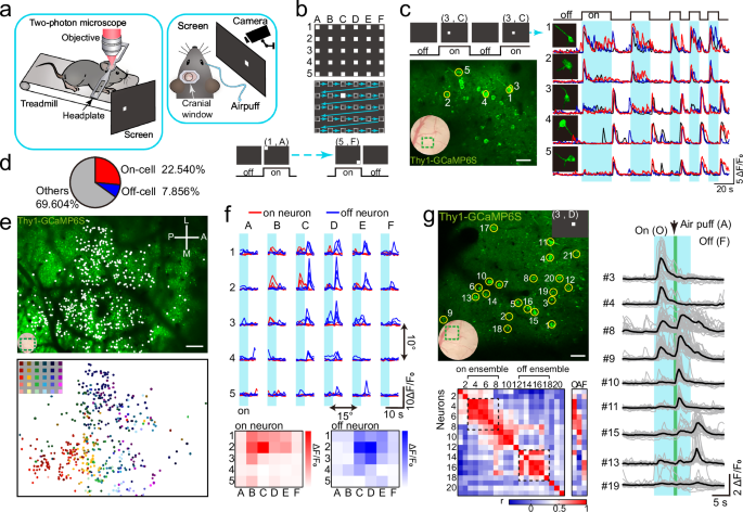 Fig. 3: Identification of cortical ensembles by spatially coded visual stimuli.