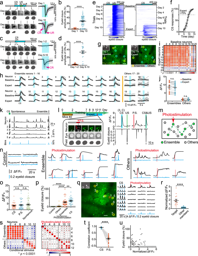 Fig. 5: Establishment of eyeblink task and photostimulation to an individual neuron activates eyeblink in the absence of visual stimuli.