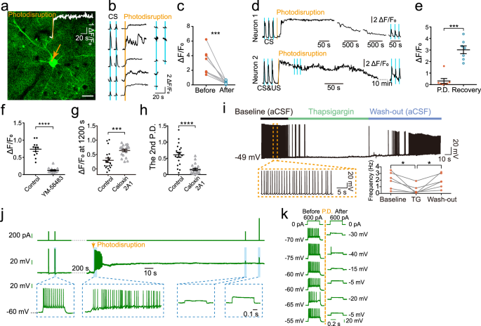 Fig. 6: Photodisruption induces high-level Ca2+ and neuron dysfunction.