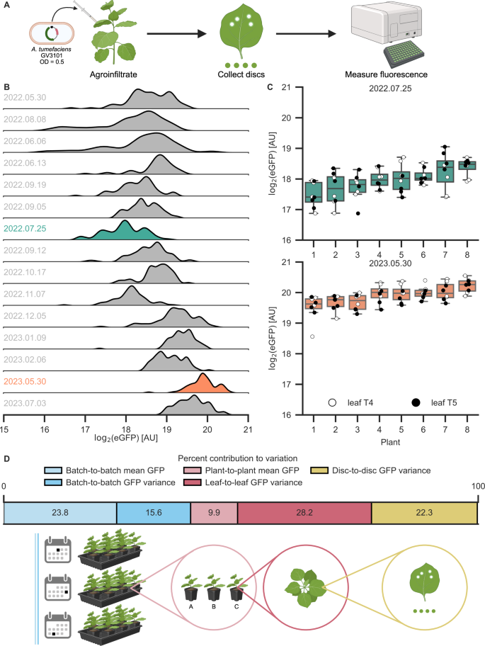 Fig. 1: Longitudinal assessment of transient expression identifies sources of variability in N. benthamiana fluorescence assays.