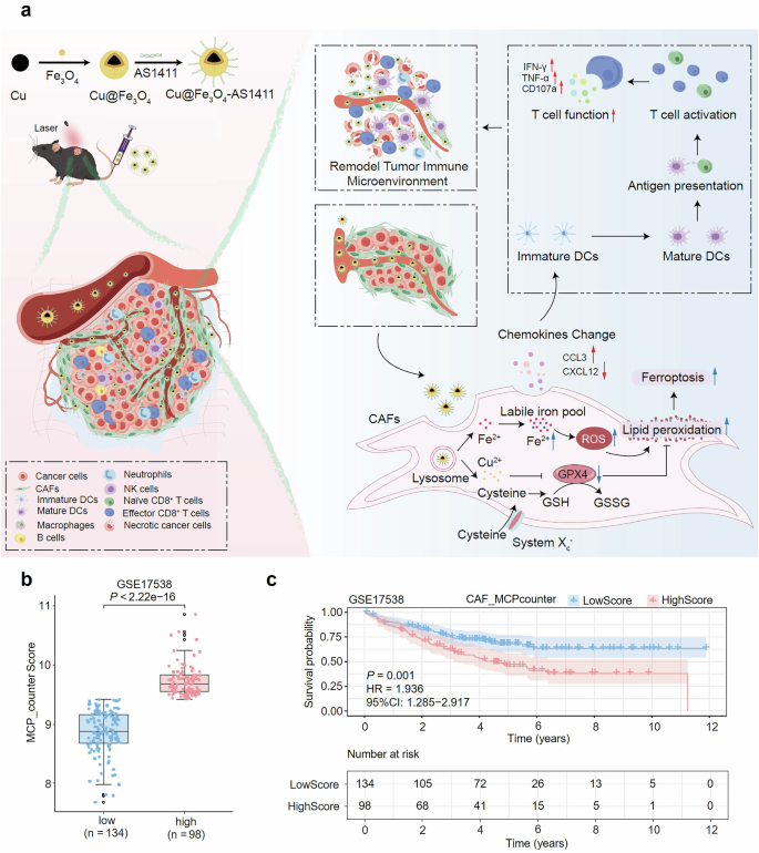 Fig. 1: The treatment strategy targeting CAFs to ameliorate the immune TME of CRC.