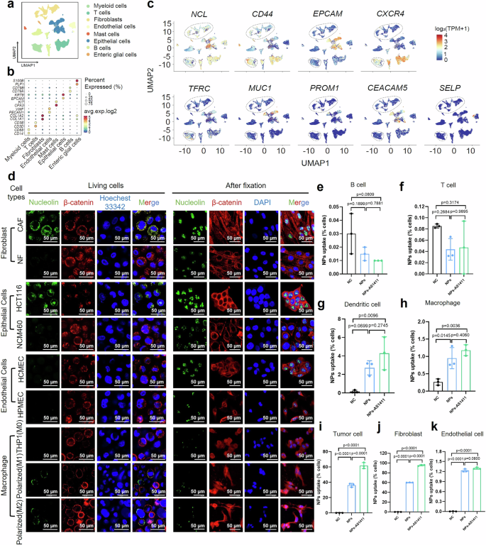 Fig. 5: AS1411 had different targeting abilities towards different cells.