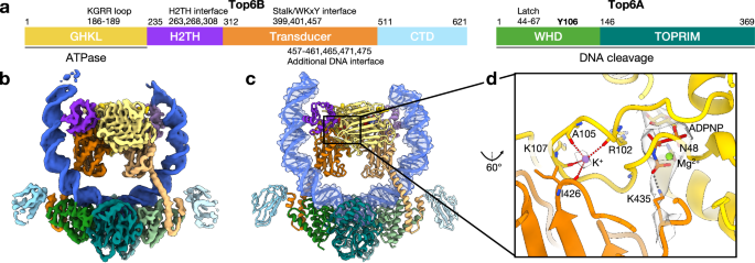 Fig. 1: Overview of WT Top6•mcDNA•ADPNP structure.