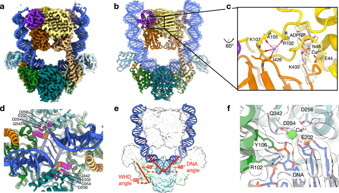 Fig. 3: Overview and active site features of the Top6(A:E342Q)•mcDNA•ADPNP cleavage-complex structure.