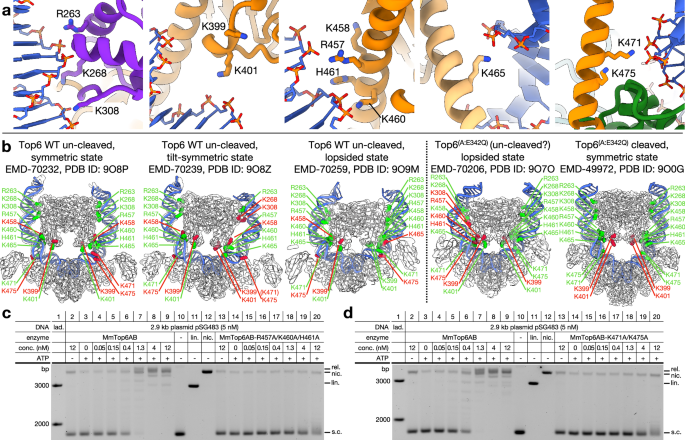 Fig. 4: B-subunit/DNA contacts and the conformational plasticity of Top6.