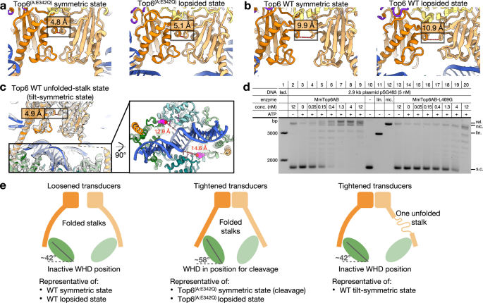 Fig. 5: Transducer domain status across the five states of Top6 and the role of stalk stability on enzyme activity.