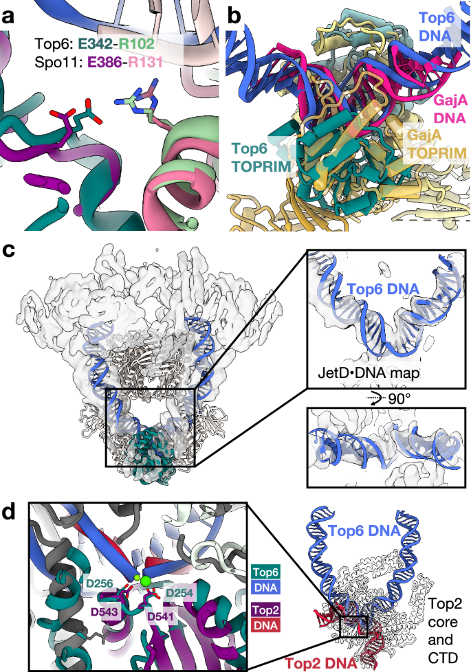 Fig. 6: Comparisons of Top6 with other TOPRIM-based DNA cleaving enzymes.