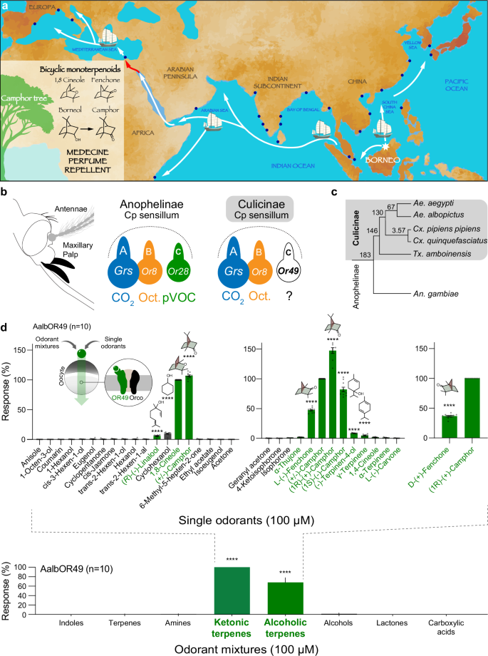 Fig. 1: Odorant receptor 49 is activated by bicyclic monoterpenoids.