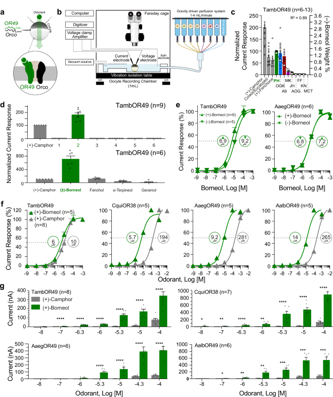Fig. 2: Odorant receptor 49 is a selective borneol receptor.