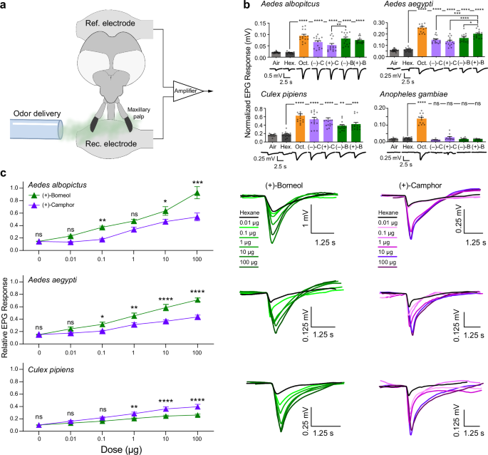 Fig. 3: The maxillary palp of culicine mosquitoes respond to borneol and camphor.