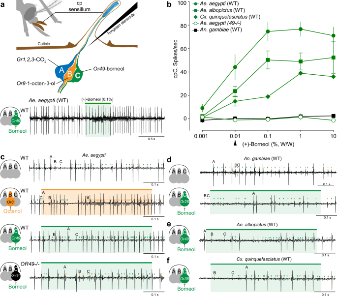 Fig. 4: Species-dependent response to (+)-borneol of the C neuron of the capitate peg sensilla and its reliance on Or49 in Ae. aegypti.