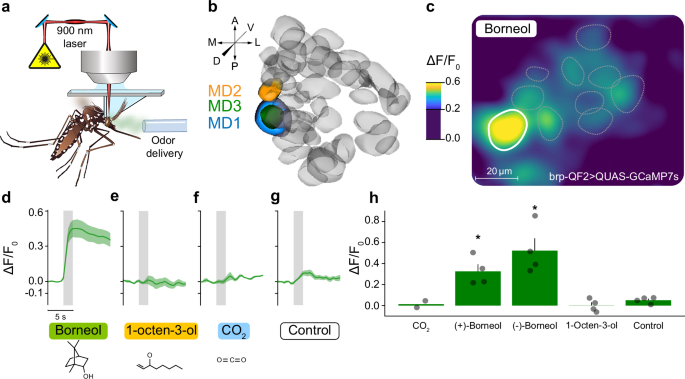 Fig. 5: Borneol elicits robust responses in the Ae. aegypti AL.