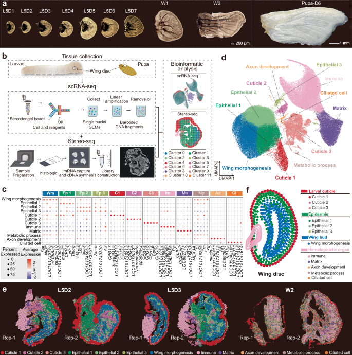 Fig. 1: Integrated single-cell and spatial transcriptomics reveal cellular heterogeneity in the silkworm wing disc across developmental stages.