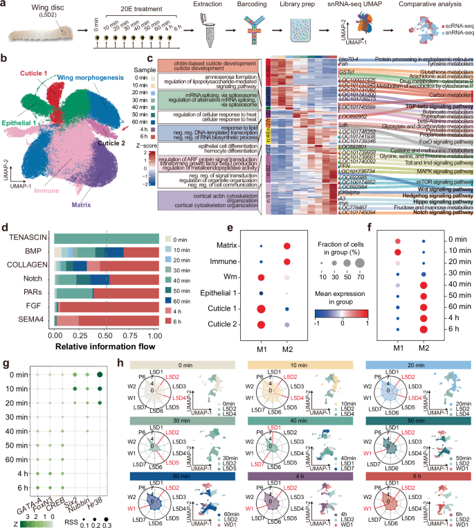 Fig. 3: Temporal and cell type-specific regulation of wing disc development by 20E.