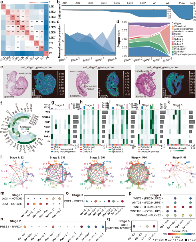 Fig. 4: Dynamic 20E-mediated gene regulatory networks and stage-specific features of wing disc development.