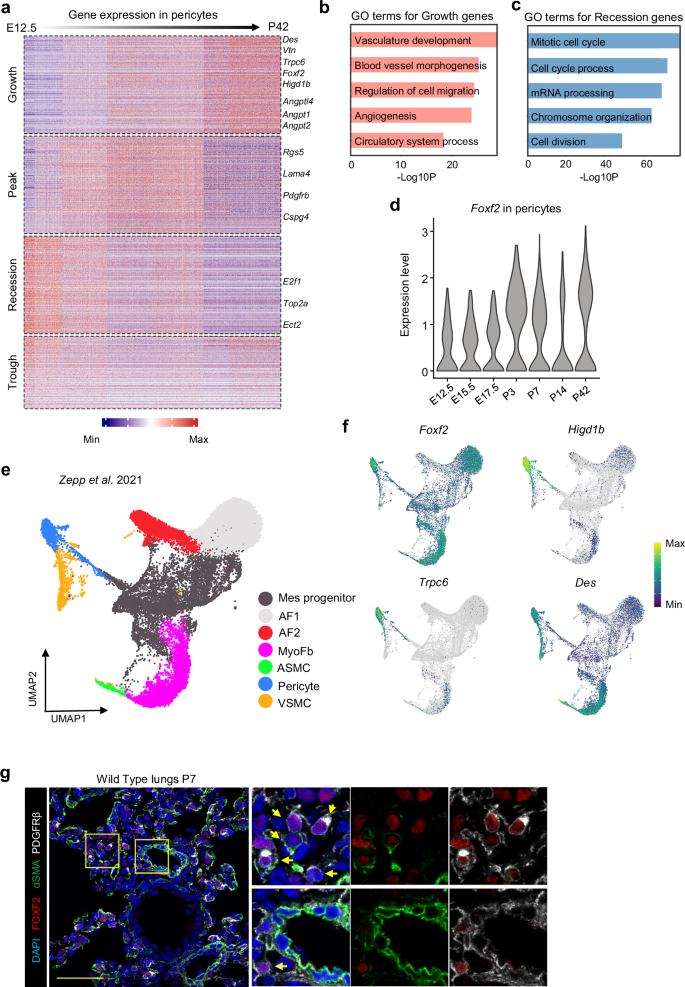 Fig. 1: Foxf2 is associated with the expression of mature pericyte genes.
