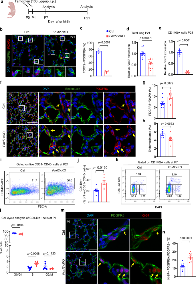 Fig. 2: Foxf2 is required for pericyte quiescence.