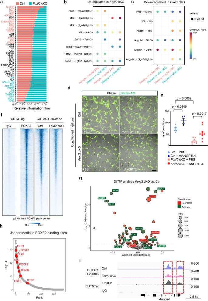 Fig. 6: FOXF2-dependent pericyte expression of Angptl4 is essential for pulmonary angiogenesis.