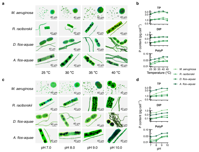 Fig. 3: Stress-induced stabilisome formation and phosphorus reallocation in bloom-forming algae (HBFA).