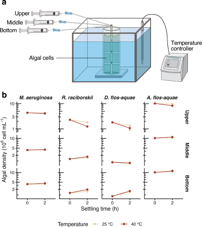Fig. 4: Stabilisome-associated vertical redistribution of bloom-forming algae (HBFA) under thermal stress.