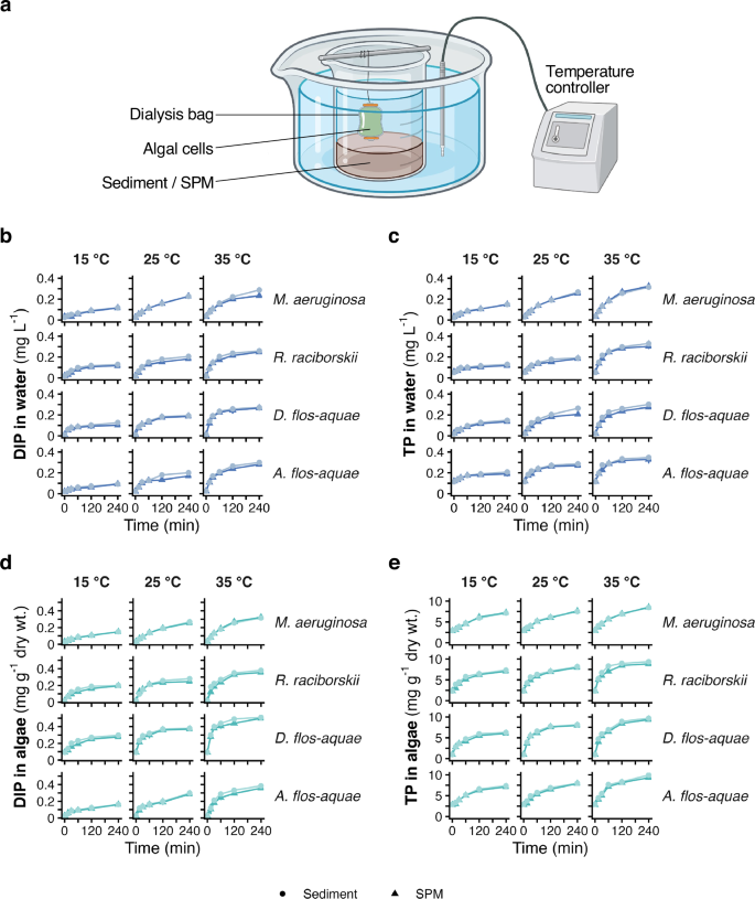 Fig. 5: Temperature-induced phosphorus fluxes from sediments and suspended particles.