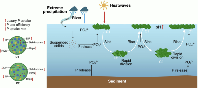 Fig. 6: Conceptual model linking climate extremes to bloom persistence through thermo-alkaline amplification and nutrient-pulse assimilation.