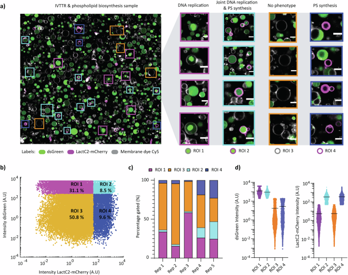 Fig. 3: High-content imaging of DNArep and PLsyn active phenotypes.