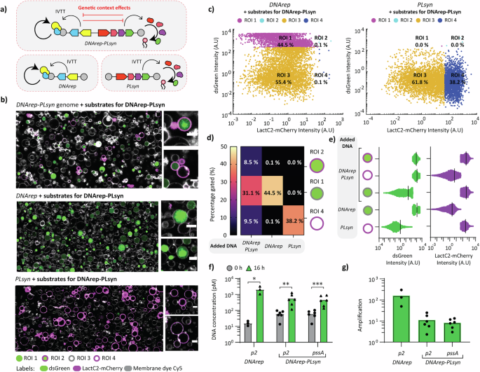 Fig. 5: Effects of DNA template and co-expression of genetic modules on DNArep and PLsyn activity.