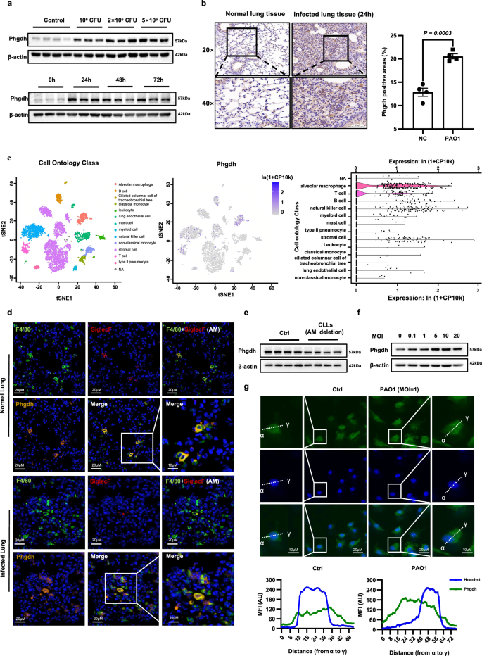 Fig. 1: Phgdh is upregulated after P. aeruginosa lung infection and predominantly localized in pulmonary macrophages.