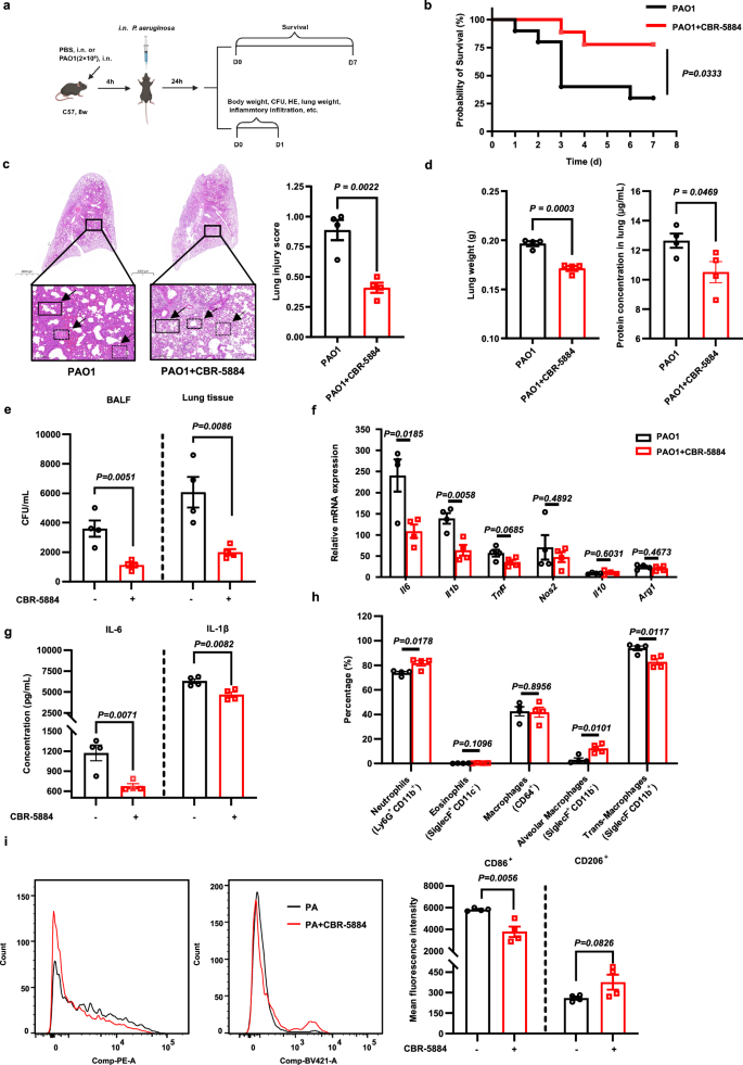 Fig. 2: Phgdh blockage improves the prognosis of P. aeruginosa lung infection.