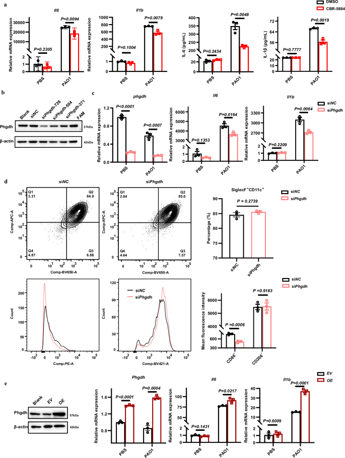 Fig. 3: Phgdh enhances the pro-inflammatory response of macrophages.