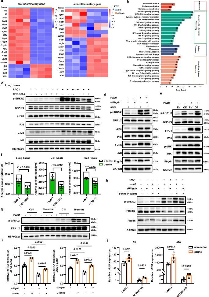 Fig. 5: Phgdh-driven serine synthesis promotes macrophage inflammation via ERK1/2 phosphorylation.
