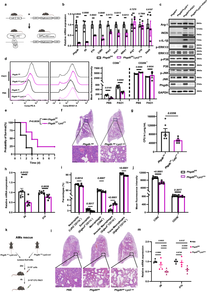 Fig. 6: Myeloid Phgdh deficiency modulates pro-inflammatory AMs to improve the prognosis of P. aeruginosa lung infection.