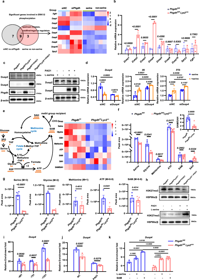 Fig. 7: De novo serine synthesis transcriptionally regulates Dusp4 through the one-carbon metabolism-H3K27me3 axis.