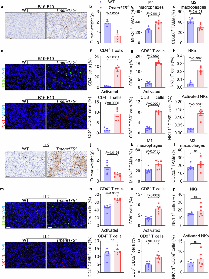 Fig. 2: TMEM175 conditional knockout suppresses B16-F10 and LL2 tumor growth through attenuating immune-suppressive microenvironment.