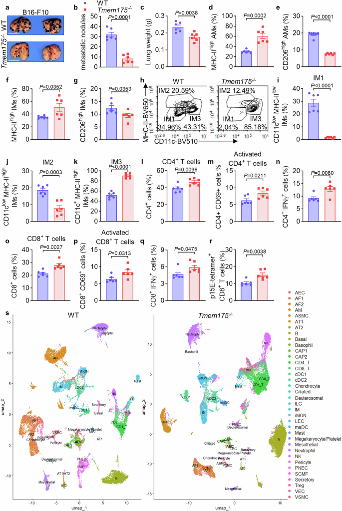 Fig. 3: TMEM175 conditional knockout suppresses B16-F10 lung metastasis through activating anti-tumor immunity.