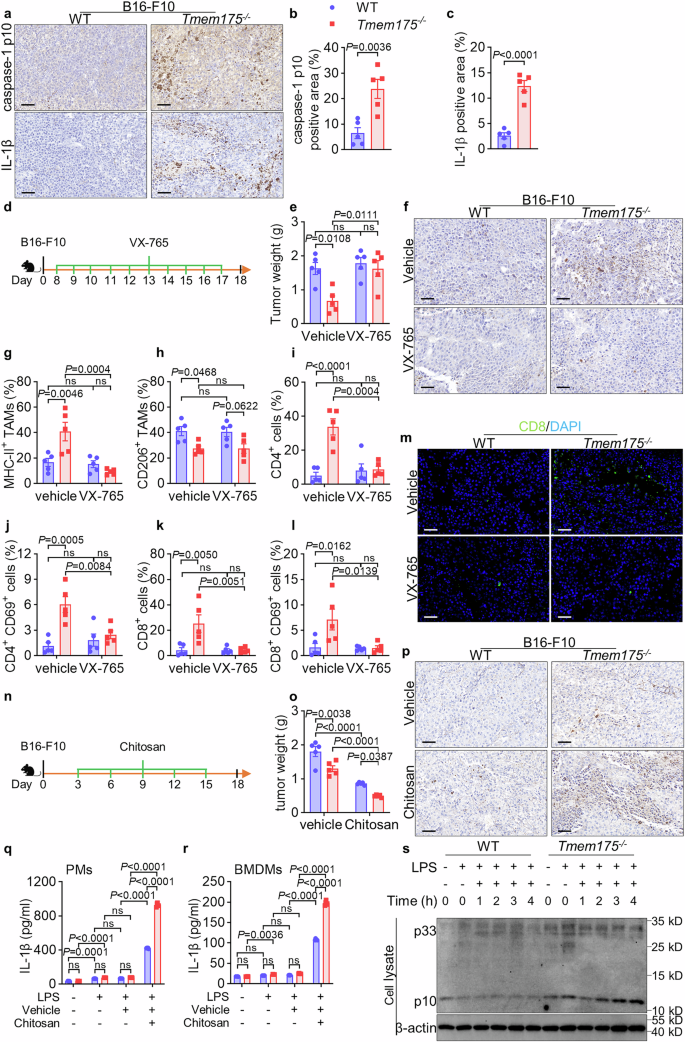 Fig. 4: Inflammasome signal is required for the anti-tumor effects of TMEM175 conditional knockout.