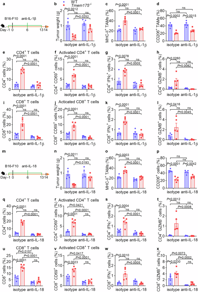 Fig. 5: The anti-tumor immunity in Tmem175−/− mice is inhibited by anti-IL-1β and anti-IL-18.