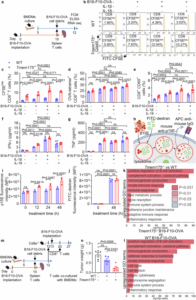 Fig. 6: TMEM175 knockout augments the cross-presentation of tumor antigens.