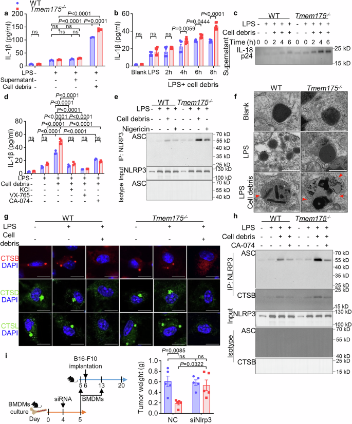 Fig. 7: B16-F10 cell debris activates NLRP3 inflammasomes more extensively in TMEM175 knockout BMDMs through lysosomal permeabilization and cathepsin B leakage.